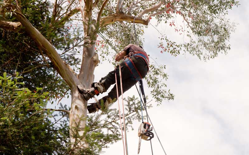 AW Associates LLP Tree surgeon up tree with chainsaw